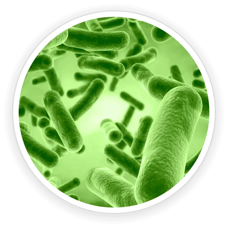 Bacillus coagulans probiotic ingredient in Prime Biome