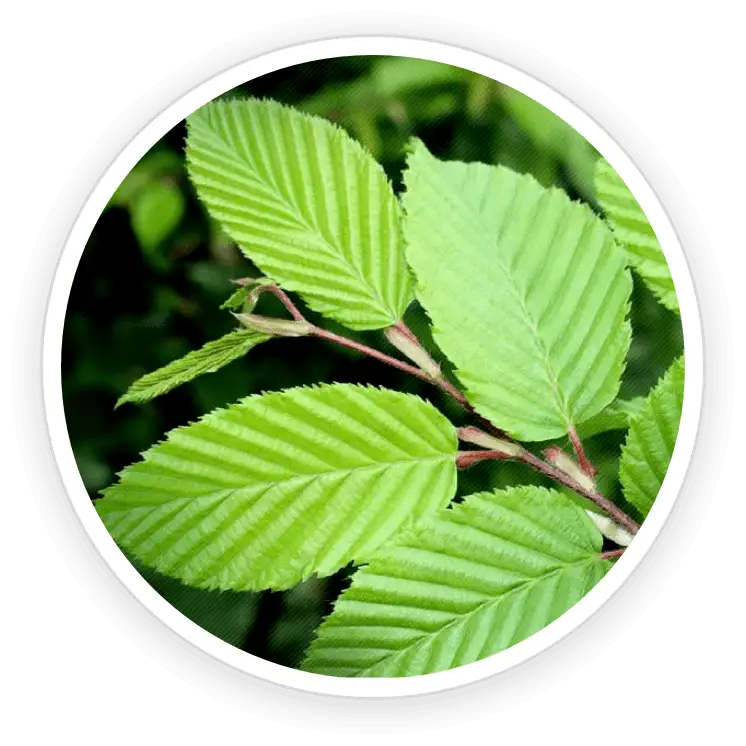 Natural ingredients used in Prime Biome formula
