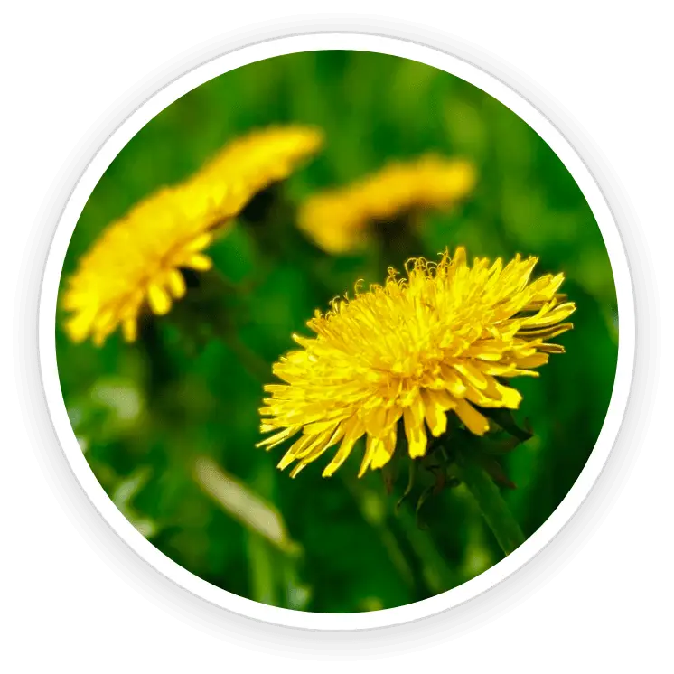 Babchi and botanical ingredients for skin wellness