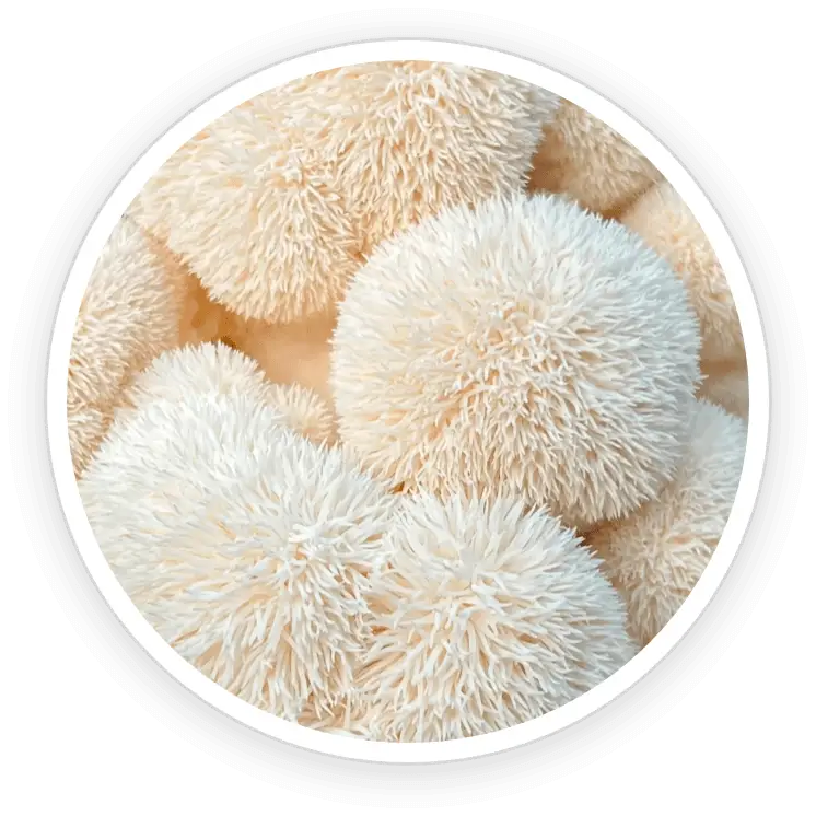 Organic Lion's Mane mushroom ingredient